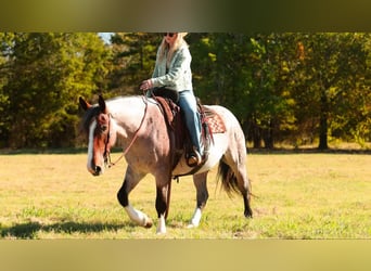 Arbeitspferd Mix, Stute, 4 Jahre, 152 cm, Roan-Bay