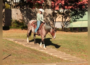 Arbeitspferd Mix, Stute, 4 Jahre, 152 cm, Roan-Bay