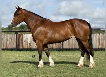 Arbeitspferd, Stute, 4 Jahre, 152 cm, Rotbrauner