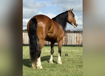Arbeitspferd, Stute, 4 Jahre, 152 cm, Rotbrauner