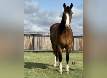 Arbeitspferd, Stute, 4 Jahre, 152 cm, Rotbrauner