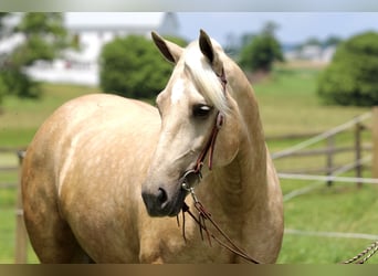 Arbeitspferd, Stute, 4 Jahre, 155 cm, Palomino