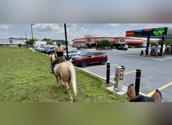 Arbeitspferd, Stute, 4 Jahre, 155 cm, Palomino