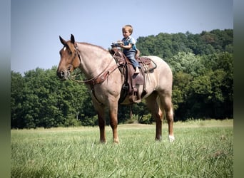 Arbeitspferd, Stute, 4 Jahre, 155 cm, Roan-Red