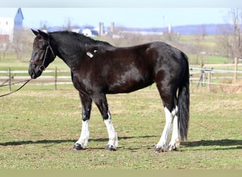 Arbeitspferd Mix, Stute, 4 Jahre, 155 cm, Schecke