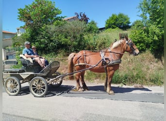 Arbeitspferd, Stute, 4 Jahre, 157 cm, Fuchs