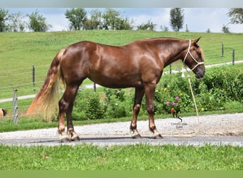 Arbeitspferd Mix, Stute, 4 Jahre, 163 cm, Dunkelfuchs