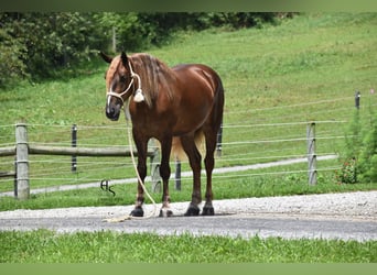 Arbeitspferd Mix, Stute, 4 Jahre, 163 cm, Dunkelfuchs