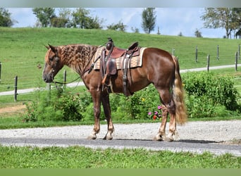 Arbeitspferd Mix, Stute, 4 Jahre, 163 cm, Dunkelfuchs