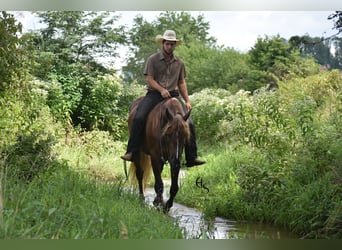 Arbeitspferd Mix, Stute, 4 Jahre, 163 cm, Dunkelfuchs