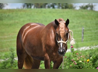 Arbeitspferd Mix, Stute, 4 Jahre, 163 cm, Dunkelfuchs