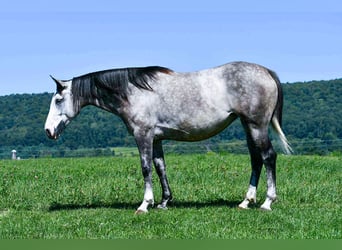 Arbeitspferd Mix, Stute, 4 Jahre, 163 cm, Schimmel