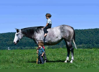 Arbeitspferd Mix, Stute, 4 Jahre, 163 cm, Schimmel