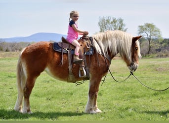 Arbeitspferd Mix, Stute, 5 Jahre, 150 cm, Dunkelfuchs
