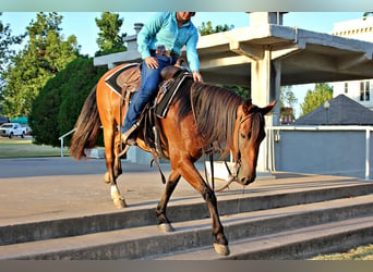 Arbeitspferd, Stute, 5 Jahre, 150 cm, Rotbrauner