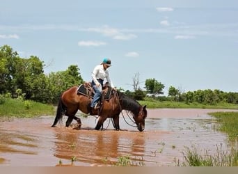 Arbeitspferd, Stute, 5 Jahre, 150 cm, Rotbrauner