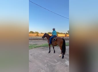 Arbeitspferd, Stute, 5 Jahre, 150 cm, Rotbrauner