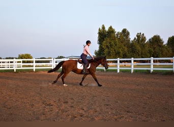 Arbeitspferd, Stute, 5 Jahre, 150 cm, Rotbrauner