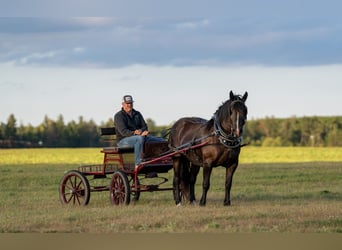 Arbeitspferd Mix, Stute, 5 Jahre, 152 cm, Rappe