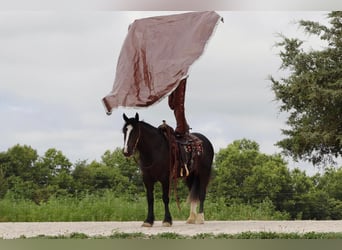 Arbeitspferd, Stute, 5 Jahre, 152 cm, Rappe