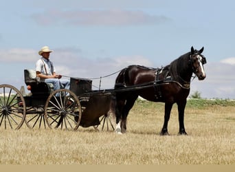 Arbeitspferd, Stute, 5 Jahre, 152 cm, Rappe