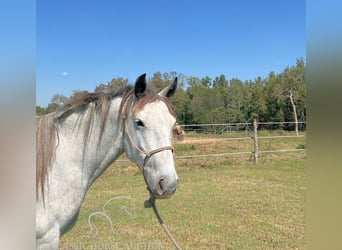 Arbeitspferd, Stute, 5 Jahre, 152 cm, Schimmel