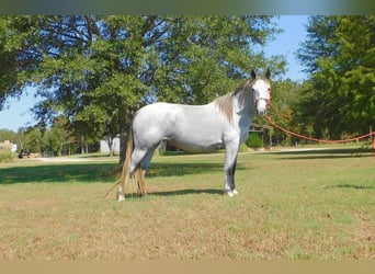 Arbeitspferd, Stute, 5 Jahre, 152 cm, Schimmel