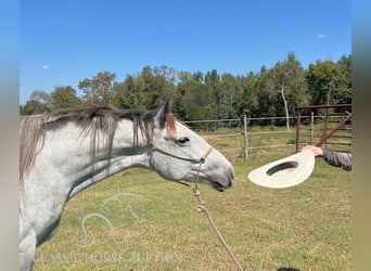 Arbeitspferd, Stute, 5 Jahre, 152 cm, Schimmel