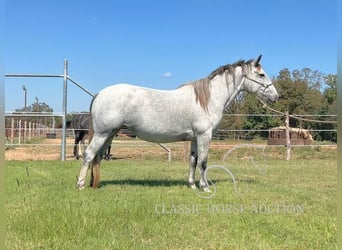 Arbeitspferd, Stute, 5 Jahre, 152 cm, Schimmel