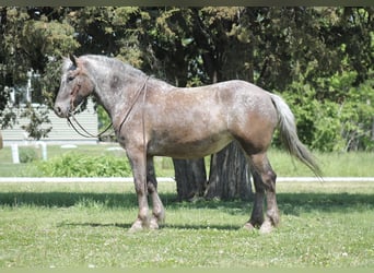 Arbeitspferd Mix, Stute, 5 Jahre, 152 cm