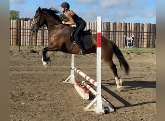 Arbeitspferd, Stute, 5 Jahre, 157 cm, Rotbrauner