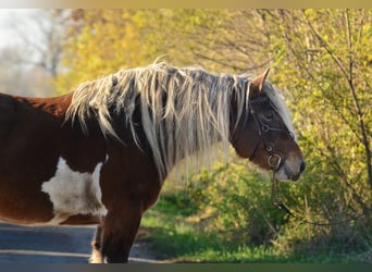 Arbeitspferd, Stute, 5 Jahre, 162 cm, Schecke