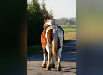 Arbeitspferd, Stute, 5 Jahre, 162 cm, Schecke