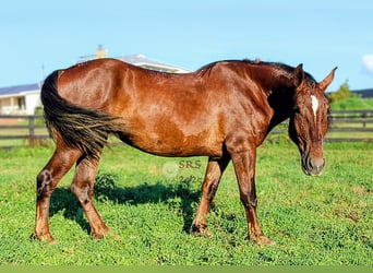 Arbeitspferd, Stute, 5 Jahre, 163 cm, Dunkelfuchs