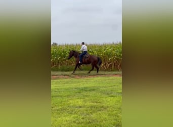 Arbeitspferd, Stute, 5 Jahre, 163 cm, Dunkelfuchs