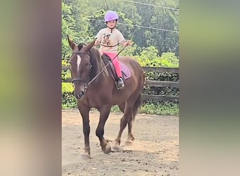 Arbeitspferd, Stute, 5 Jahre, 163 cm, Dunkelfuchs