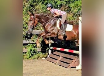 Arbeitspferd, Stute, 5 Jahre, 163 cm, Dunkelfuchs