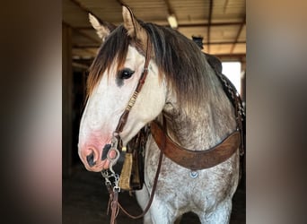 Arbeitspferd, Stute, 5 Jahre, 163 cm, Roan-Blue