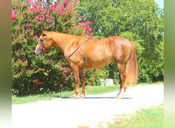 Arbeitspferd Mix, Stute, 5 Jahre, 163 cm, Rotfuchs