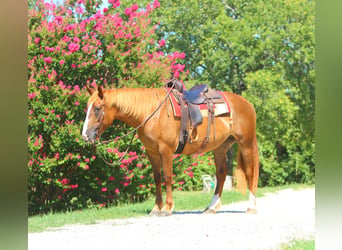 Arbeitspferd Mix, Stute, 5 Jahre, 163 cm, Rotfuchs