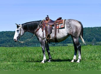 Arbeitspferd Mix, Stute, 5 Jahre, 163 cm, Schimmel