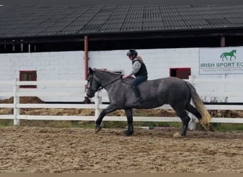 Arbeitspferd, Stute, 5 Jahre, 168 cm, Schimmel