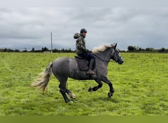 Arbeitspferd, Stute, 5 Jahre, 168 cm, Schimmel