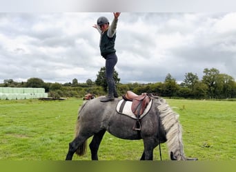 Arbeitspferd, Stute, 5 Jahre, 168 cm, Schimmel