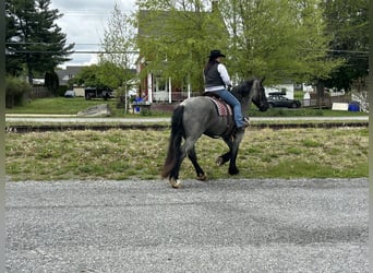 Arbeitspferd Mix, Stute, 5 Jahre, Roan-Blue