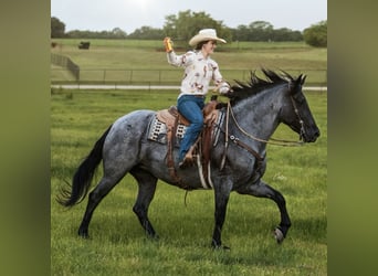 Arbeitspferd Mix, Stute, 5 Jahre, Roan-Blue