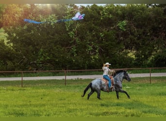 Arbeitspferd Mix, Stute, 5 Jahre, Roan-Blue
