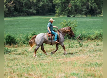 Arbeitspferd Mix, Stute, 5 Jahre, Roan-Red