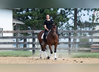 Arbeitspferd Mix, Stute, 5 Jahre, Rotbrauner