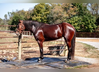 Arbeitspferd Mix, Stute, 5 Jahre, Rotbrauner